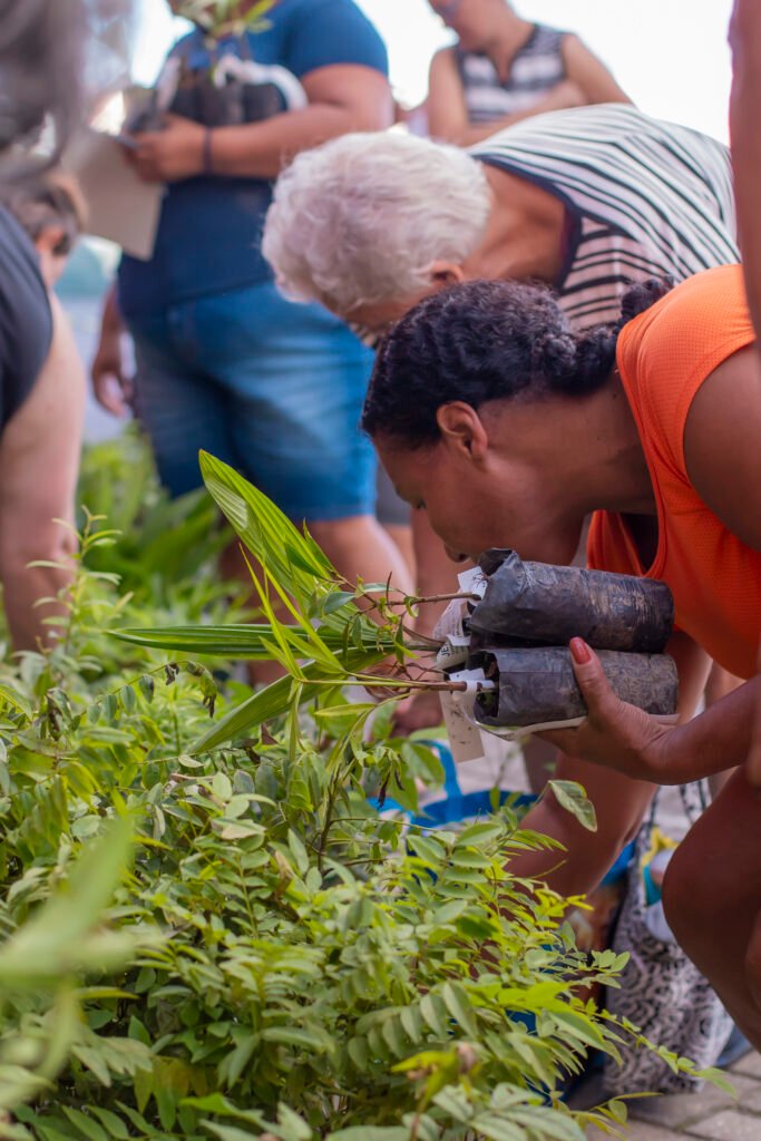 Curitiba distribui 12 mil mudas gratuitas: veja como garantir a sua árvore frutífera ou ornamental