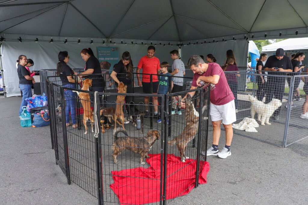 Parque Barigui tem 50 cães para adoção e serviço de microchipagem gratuita neste sábado