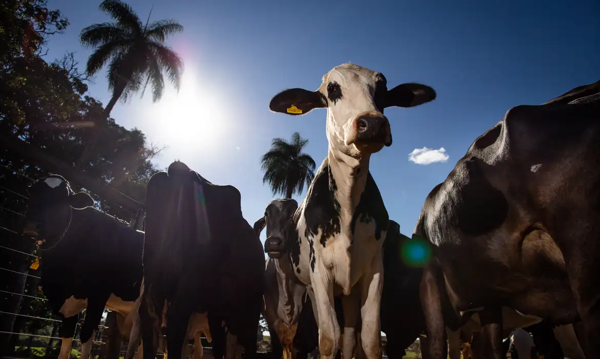 Veto europeu à carne brasileira bloqueia US$ 392 milhões e afeta frigoríficos do Paraná
