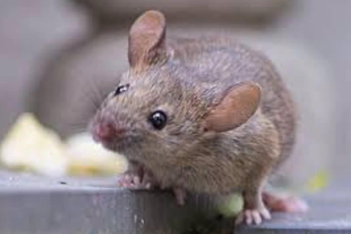 Chuvas no Paraná: risco de Leptospirose dispara e autoridades fazem alerta