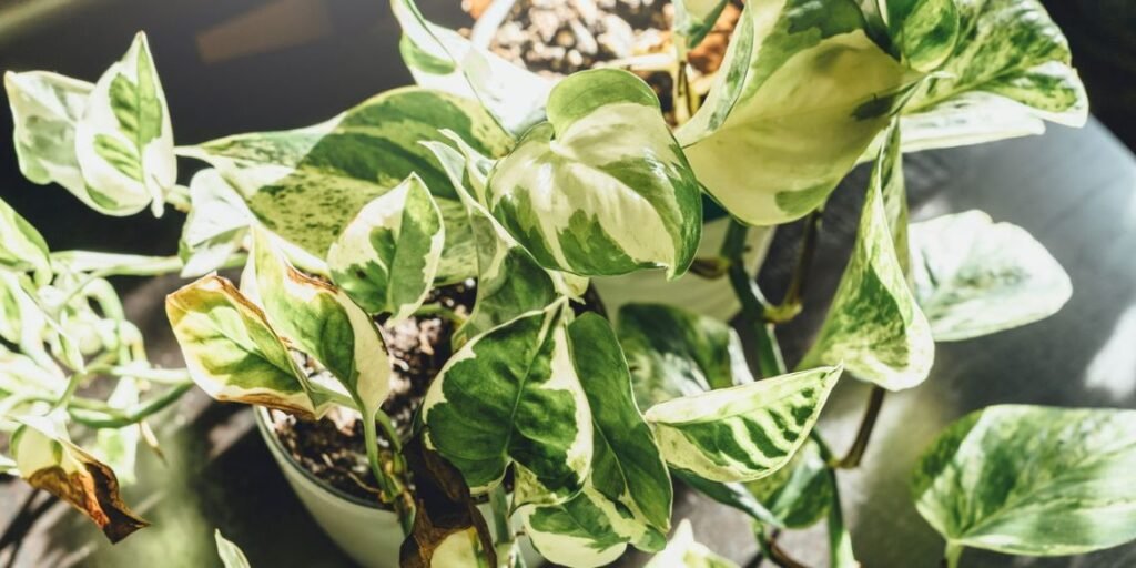 Respirar melhor: 5 plantas que funcionam como filtros naturais de ar na sua casa