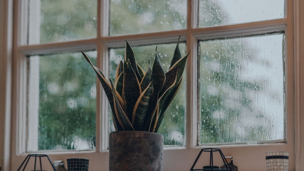 Respirar melhor: 5 plantas que funcionam como filtros naturais de ar na sua casa