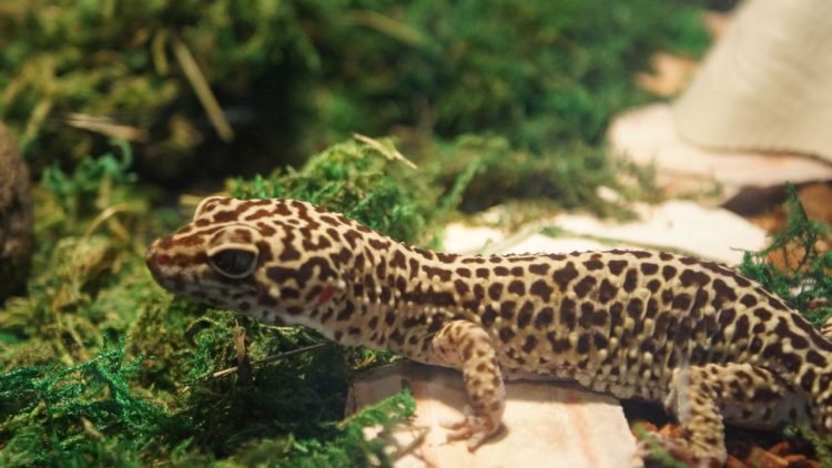 Pets fora do comum: 5 opções afetuosas e liberadas pelo Ibama