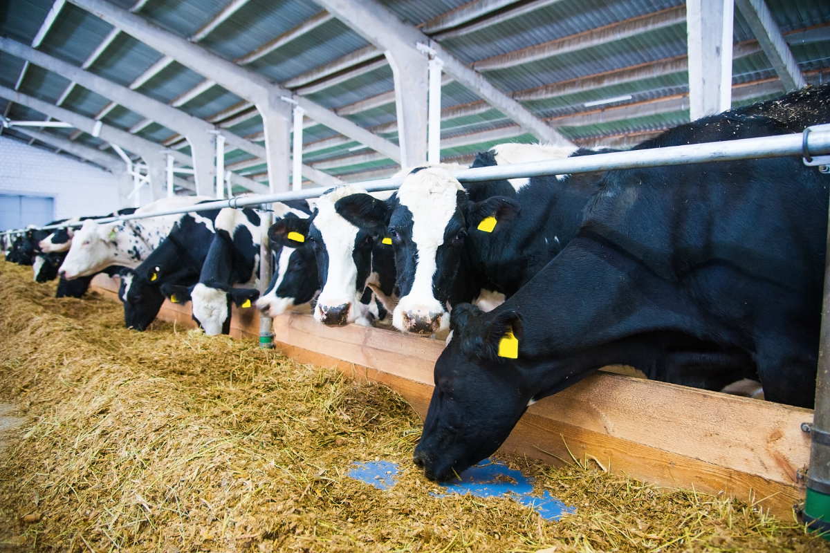 Paraná impulsiona recorde nacional de produção de leite com tecnologia e menos vacas