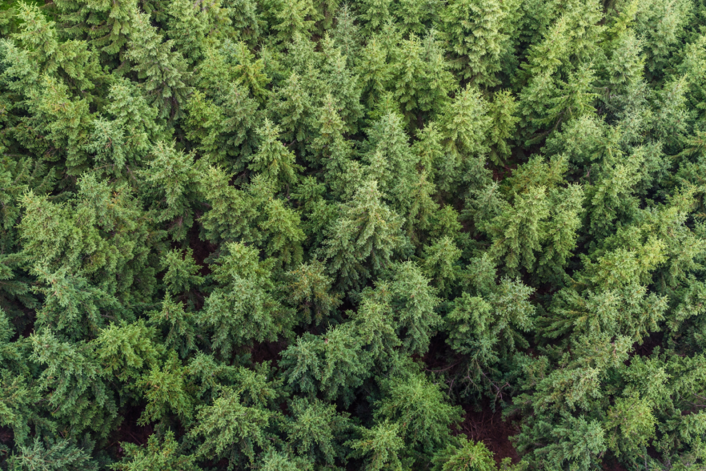 Produção de florestas no Brasil bate recorde em 2025 com força do Paraná na erva-mate