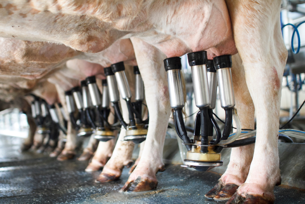 Paraná impulsiona recorde nacional de produção de leite com tecnologia e menos vacas