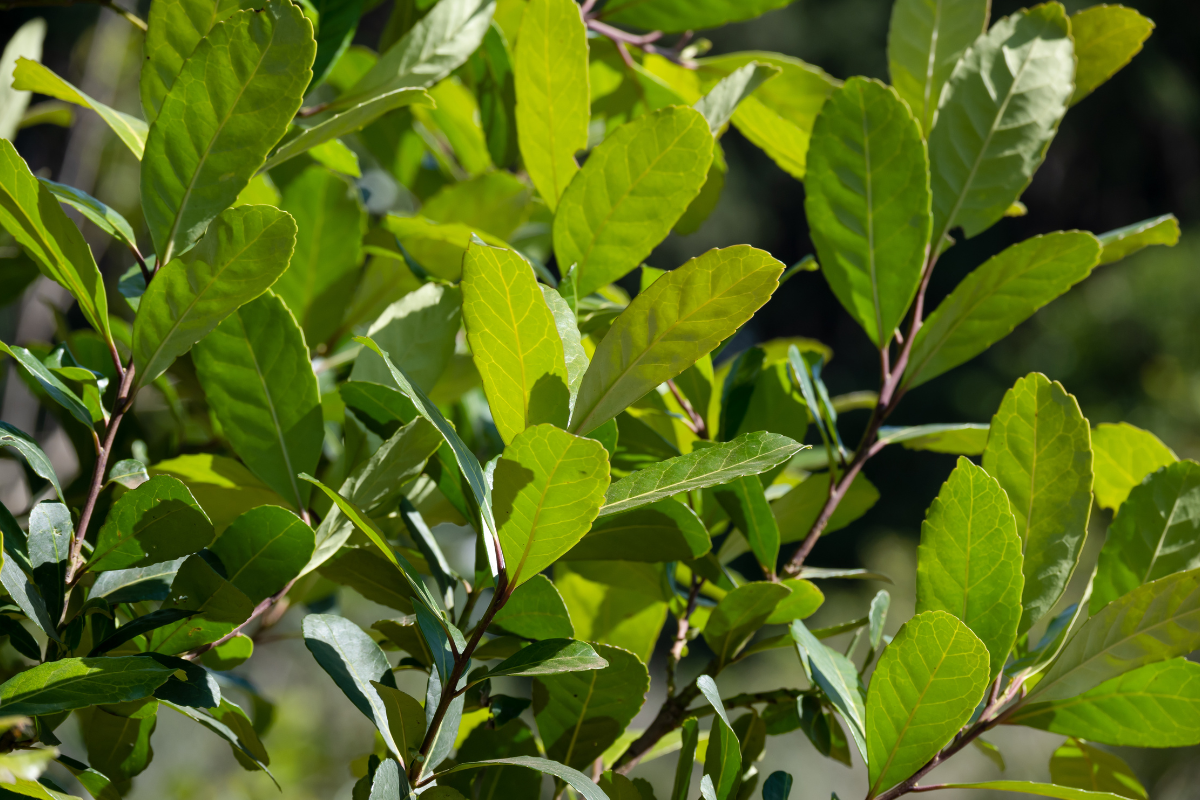 Produção de florestas no Brasil bate recorde em 2025 com força do Paraná na erva-mate
