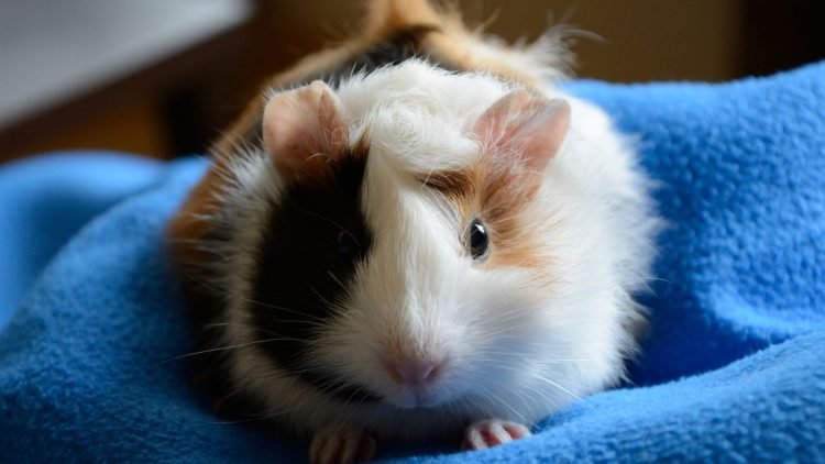Pets fora do comum: 5 opções afetuosas e liberadas pelo Ibama