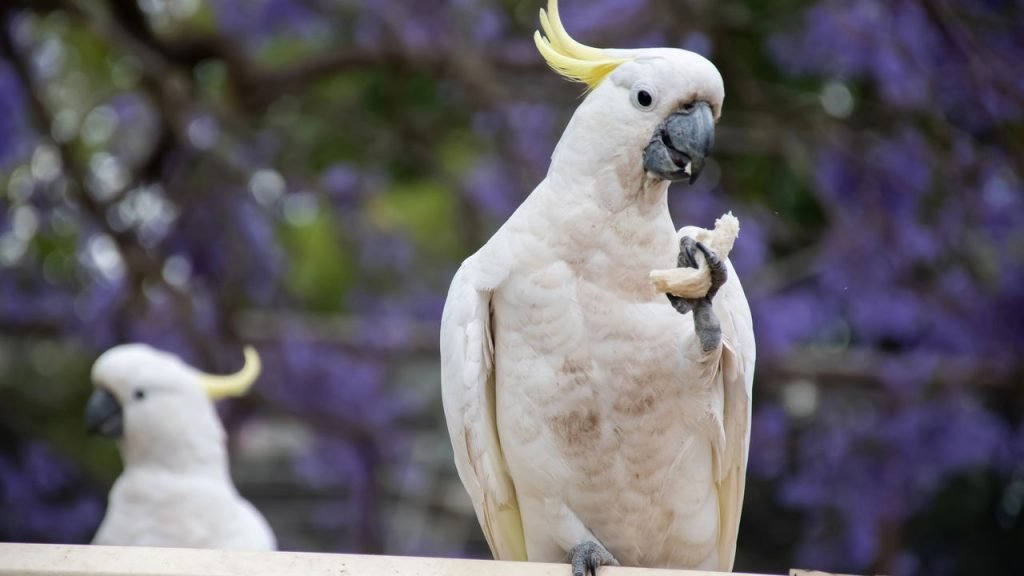 Pets fora do comum: 5 opções afetuosas e liberadas pelo Ibama