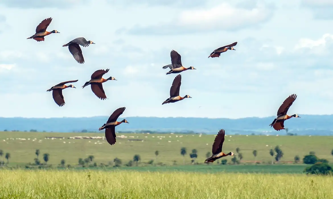 Estudo global alerta que conservação da natureza precisa de US$ 1,3 trilhão extra todos os anos