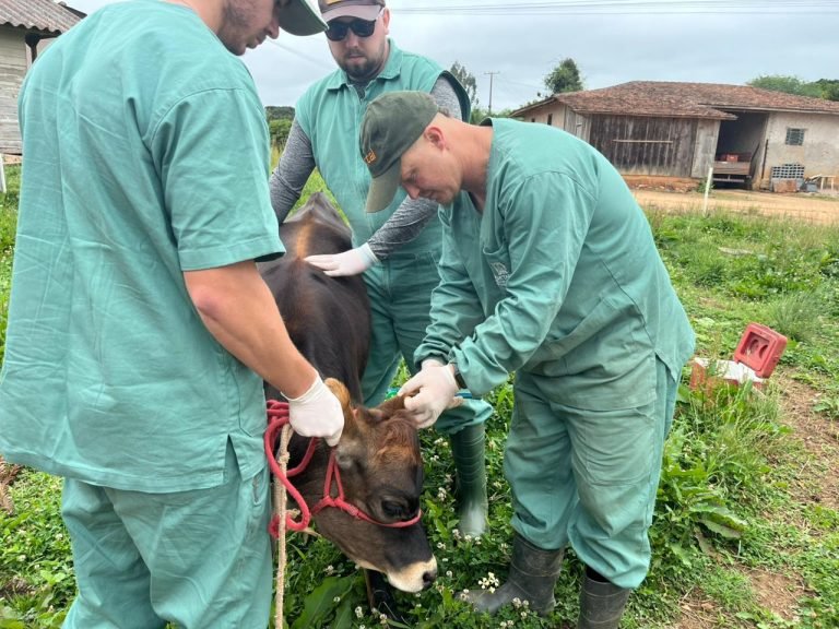 Vacinação gratuita contra brucelose reduz custos para pecuaristas em São José dos Pinhais