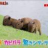 Capivaras de Curitiba viram destaque em documentário da TV japonesa NHK