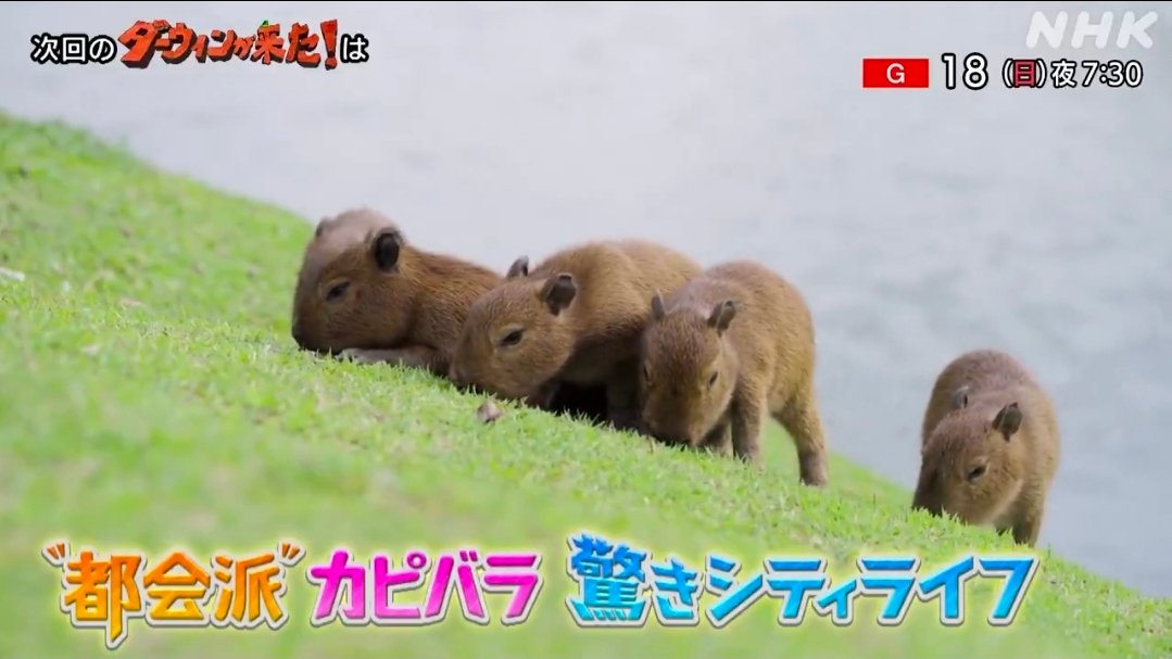 Capivaras de Curitiba viram destaque em documentário da TV japonesa NHK