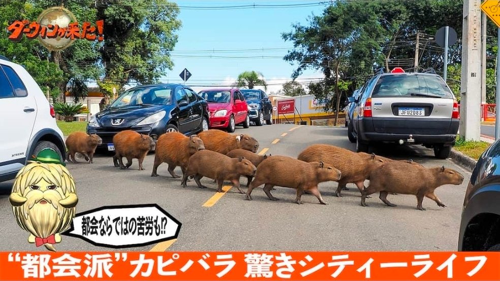 Capivaras de Curitiba viram destaque em documentário da TV japonesa NHK