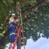 Força-tarefa limpa toneladas de fios irregulares no Centro Histórico de Paranaguá