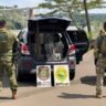 Operação na fronteira: PF e PM apreendem 3 toneladas de maconha em Foz do Iguaçu