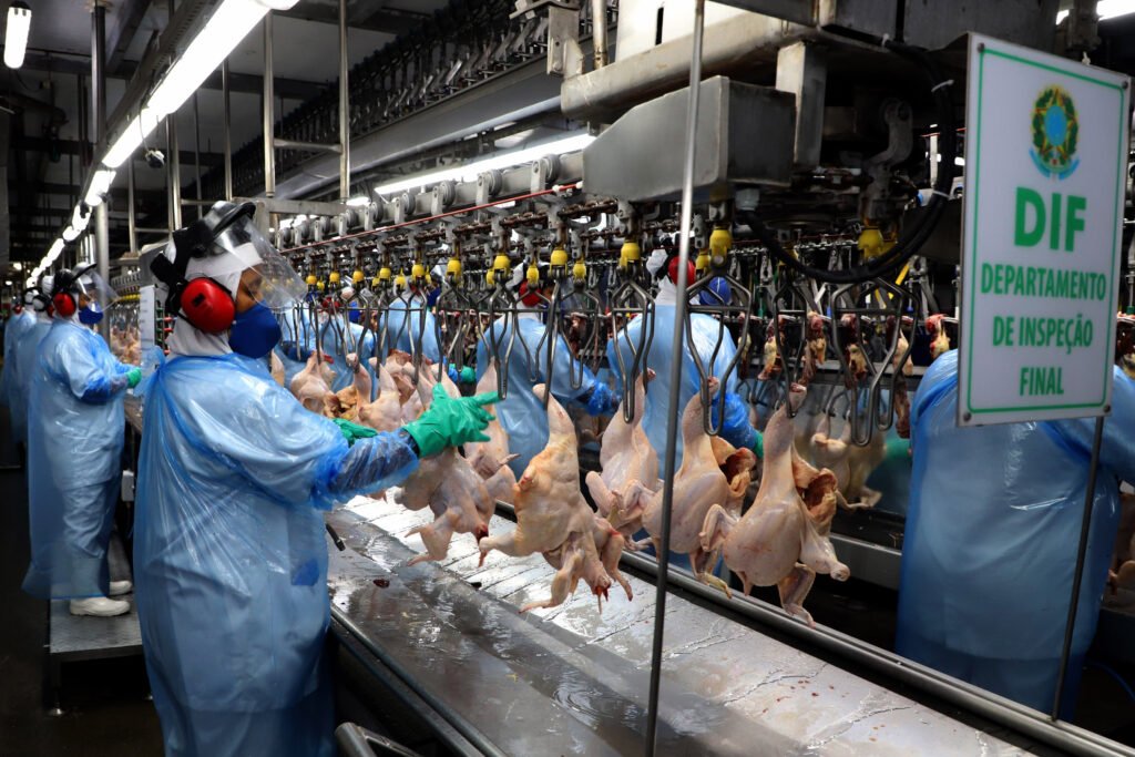 Setor avícola do Paraná abate 1,1 bilhão de frangos e amplia liderança no Brasil