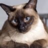 Descubra quais são as raças de gatos mais inteligentes do mundo
