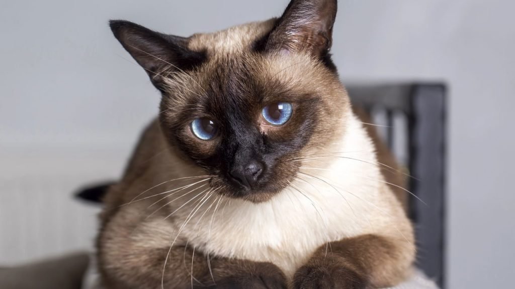 Descubra quais são as raças de gatos mais inteligentes do mundo