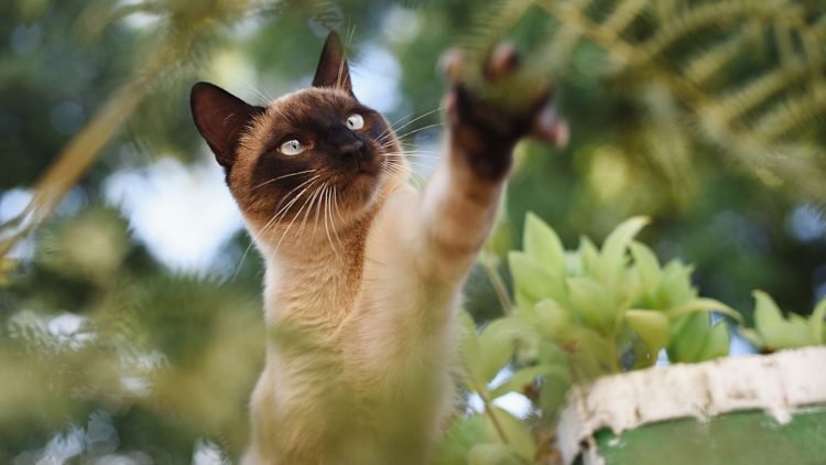 Descubra quais são as raças de gatos mais inteligentes do mundo