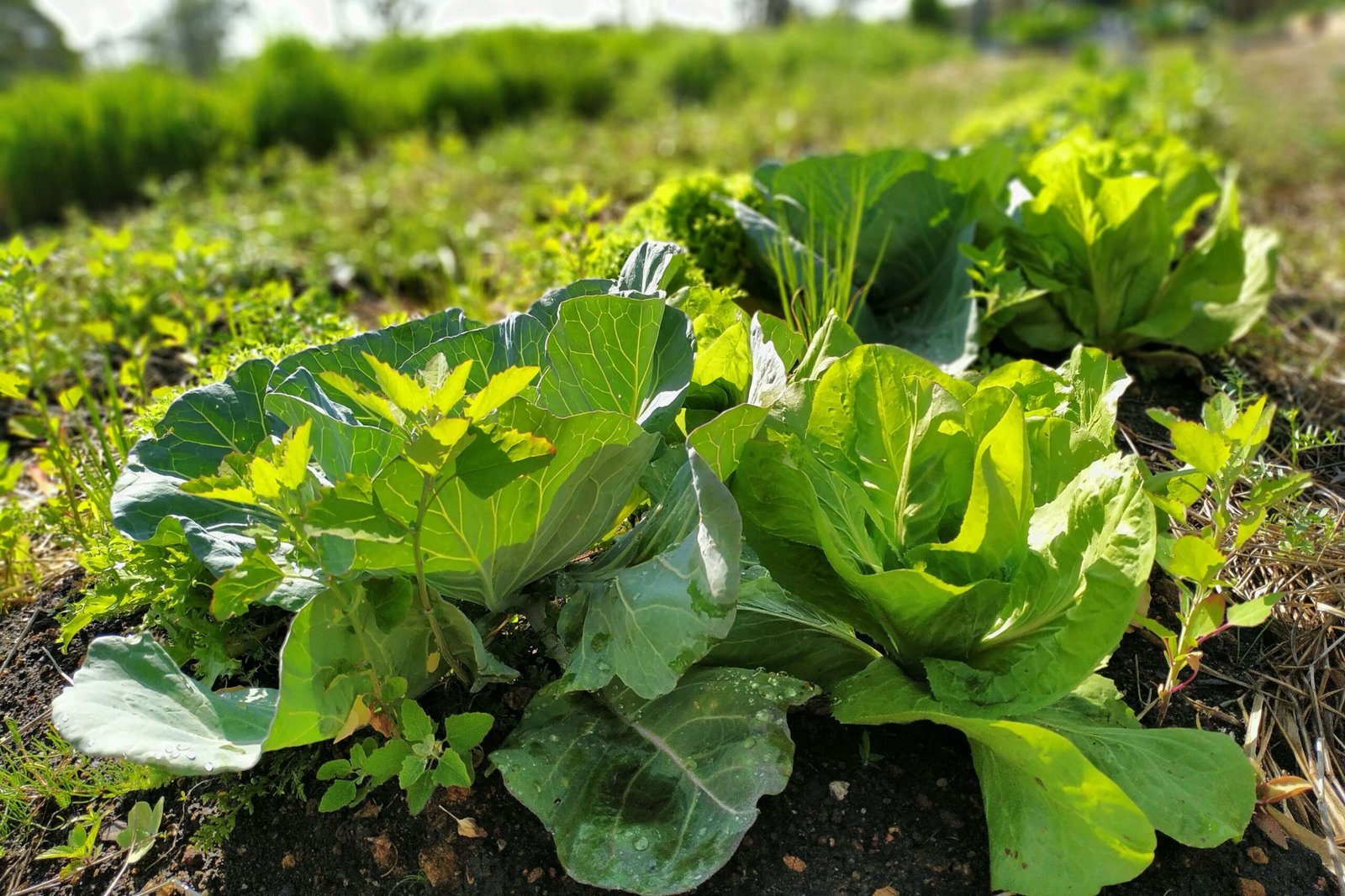 21 cidades do Paraná terão R$ 39 milhões para projetos de agroecologia