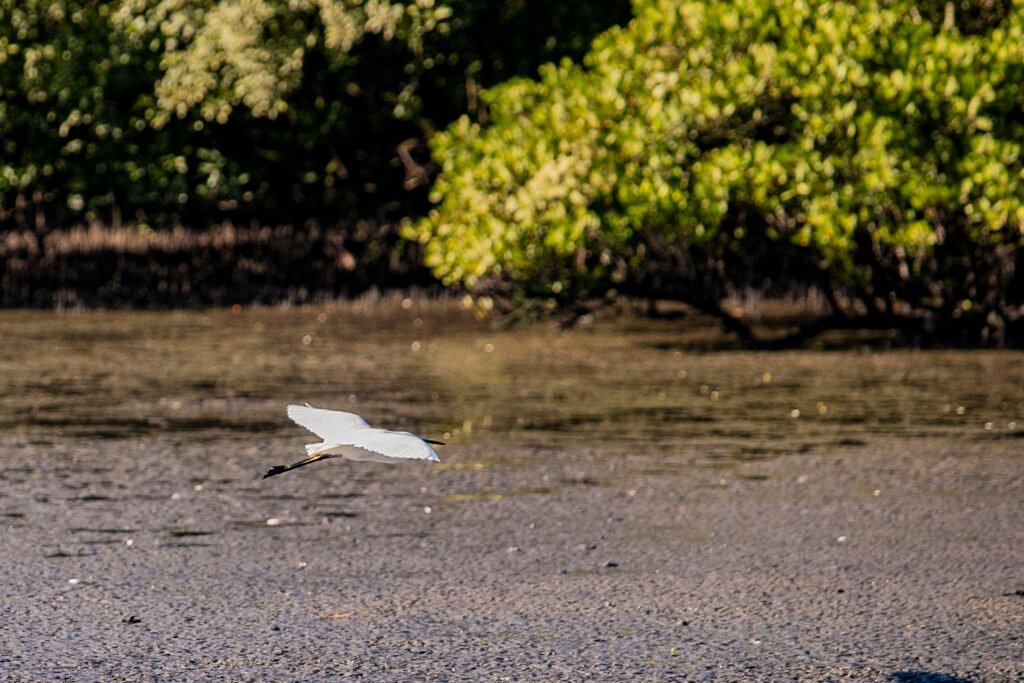 Monitoramento aponta 149 espécies de aves sobrevoando o Porto de Paranaguá