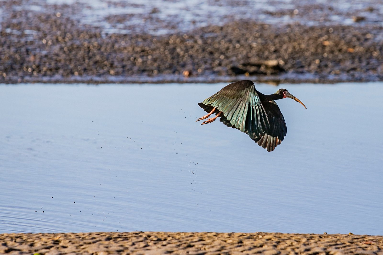 Monitoramento aponta 149 espécies de aves sobrevoando o Porto de Paranaguá