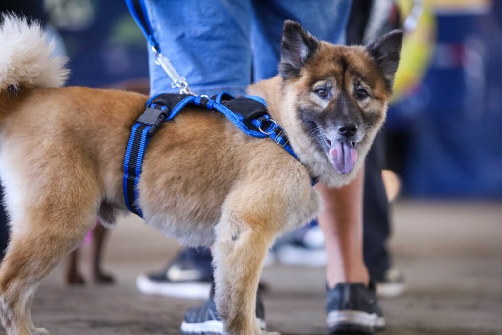 Carretas do Vet-Móvel retornam à RMC e Litoral para vacinar cães e gatos