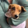 Carretas do Vet-Móvel retornam à RMC e Litoral para vacinar cães e gatos
