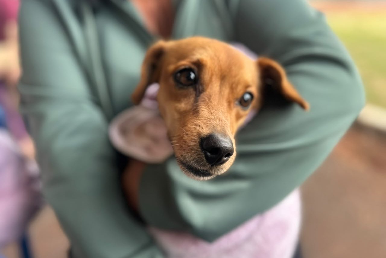 Carretas do Vet-Móvel retornam à RMC e Litoral para vacinar cães e gatos